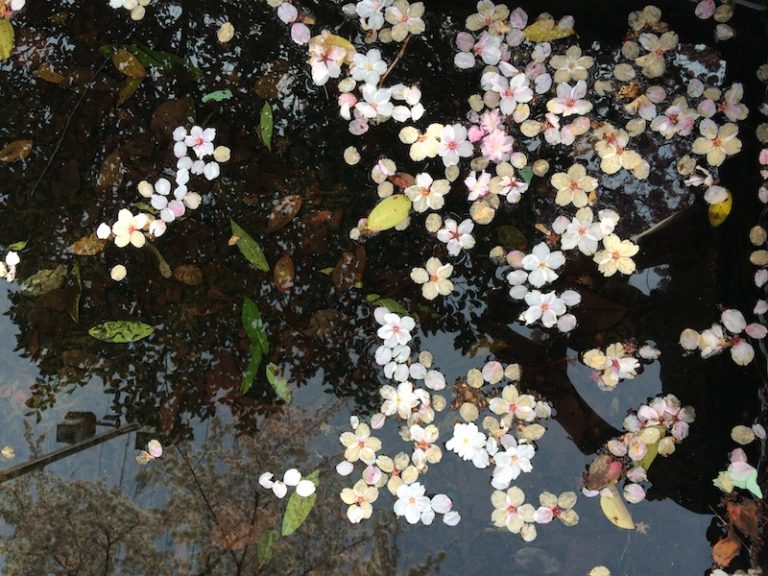 水面の桜